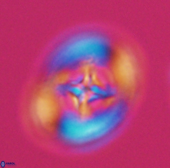 Grantarhabdus coronadventis 9303