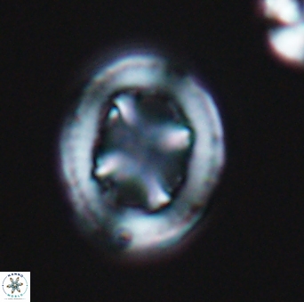 Grantarhabdus coronadventis 9304