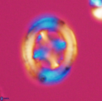 Grantarhabdus coronadventis 9305