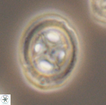 Grantarhabdus coronadventis 9307