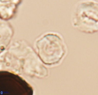 Grunia germanica 10504