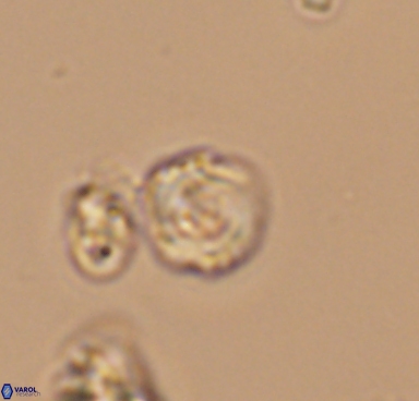 Grunia germanica 10519