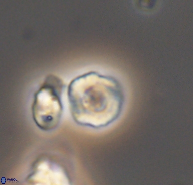 Grunia germanica 10520