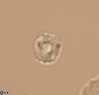 Grunia germanica 10549