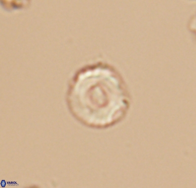 Grunia germanica 10543