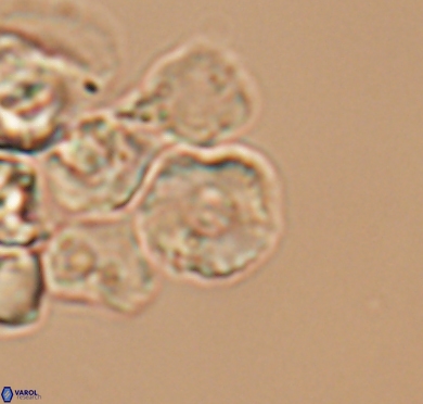 Grunia germanica 10570