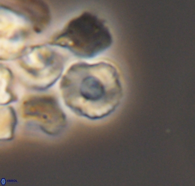 Grunia germanica 10571