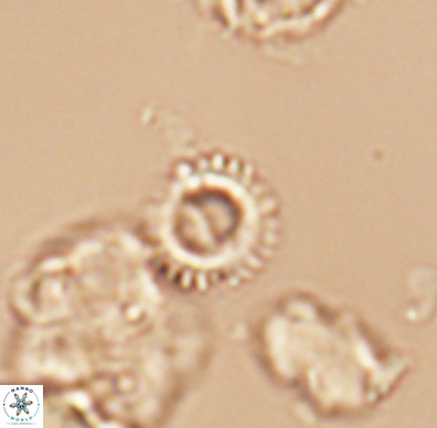 Grunia germanica 11598
