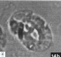 Helicosphaera mediterranea 27778