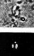 Helicosphaera minima 2424