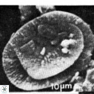 H moorkensii