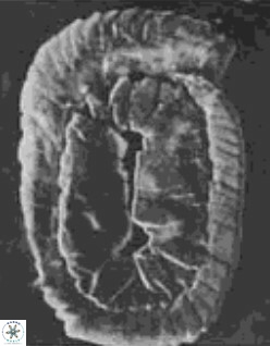 Helicosphaera orientalis 890 21
