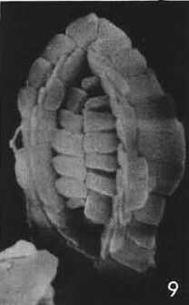 Hornibrookina australis 19956