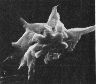 Hayesites albiensis 18562