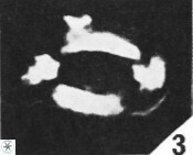 Helicosphaera ampliaperta 349
