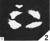 Helicosphaera ampliaperta 349