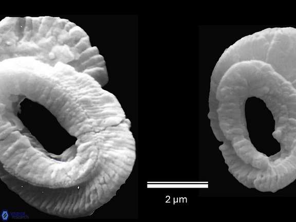 H ampliaperta proximal a