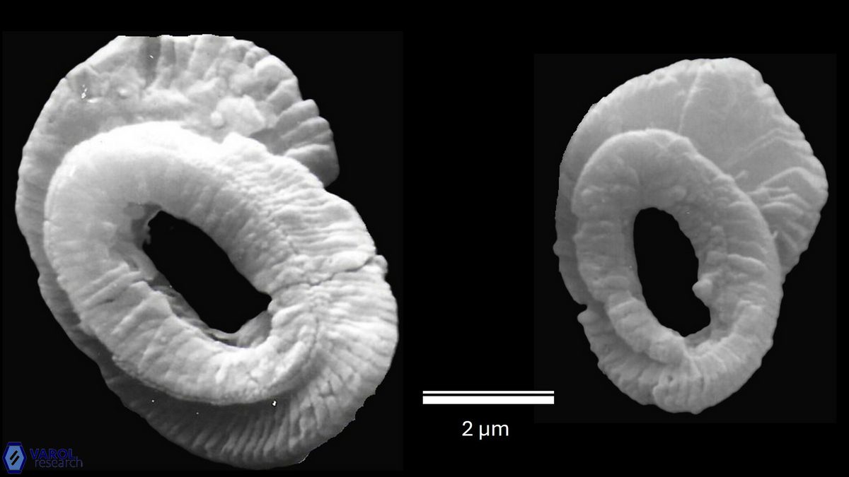H ampliaperta proximal a