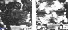 Heliolithus bukryi 62122