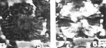 Heliolithus bukryi 62122