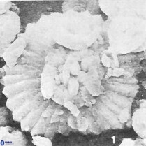 Heliolithus bukryi 62122