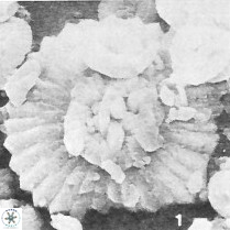 Heliolithus bukryi 62122