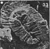 Helicosphaera burkei 27497