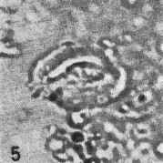 Helicosphaerella bramlettei VR 027213