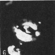Helicosphaerella bramlettei VR 027213