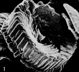 Bomolithus cantabriae 58498