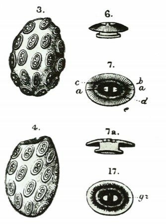 Helicosphaera cf carteri VR 03417