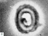 Helenea chiastia 42549