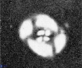 Helenea chiastia 42549