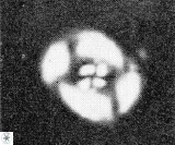 Helenea chiastia 42549