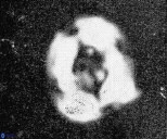 Helenea chiastia 42549