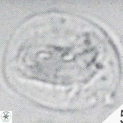 Helicosphaerella compacta VR 32688