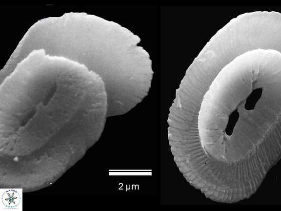 H consimilis a