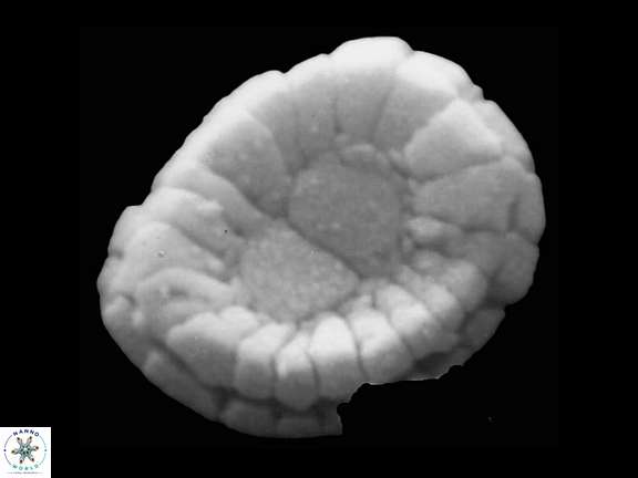 H gizoensis a