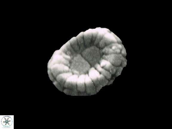 H gizoensis b