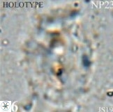 Helicosphaera huangii VR 33485