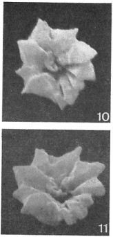 Hayesites irregularis 7165