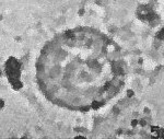 Heliotrochus kleinpellii 62717