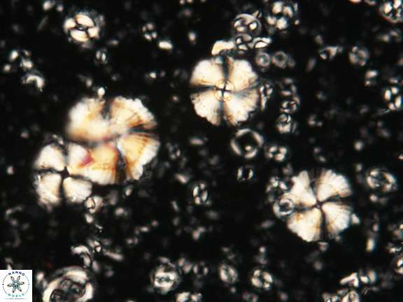 H kleinpellii 1