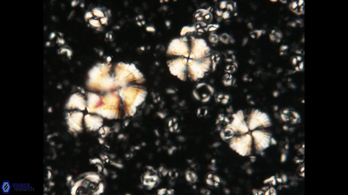 H kleinpellii 1