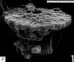 Heliolithus knoxii 66660