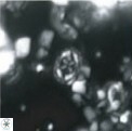 Aktasia leckiei 4537