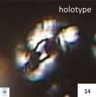 Helicosphaera leesiae 35