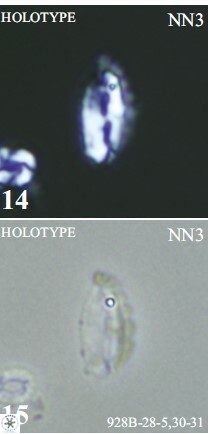 Helicosphaera lenticulata 2308