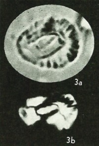 Helicosphaera lophota 1971