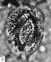 H papillata1